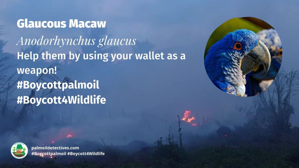 Glaucous Macaw Anodorhynchus glaucus