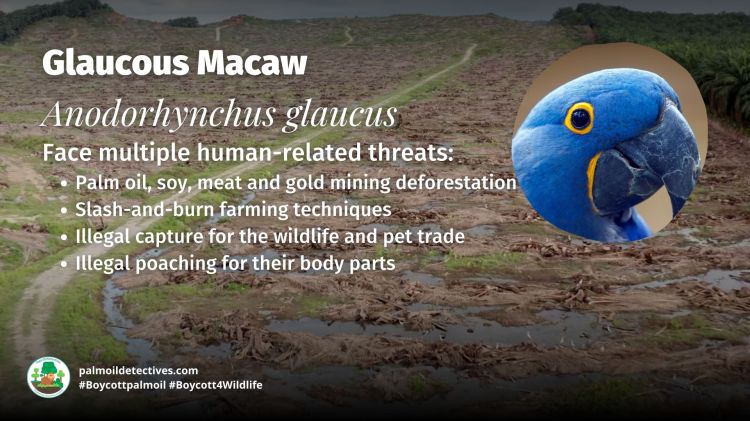 Glaucous Macaw Anodorhynchus glaucus threats