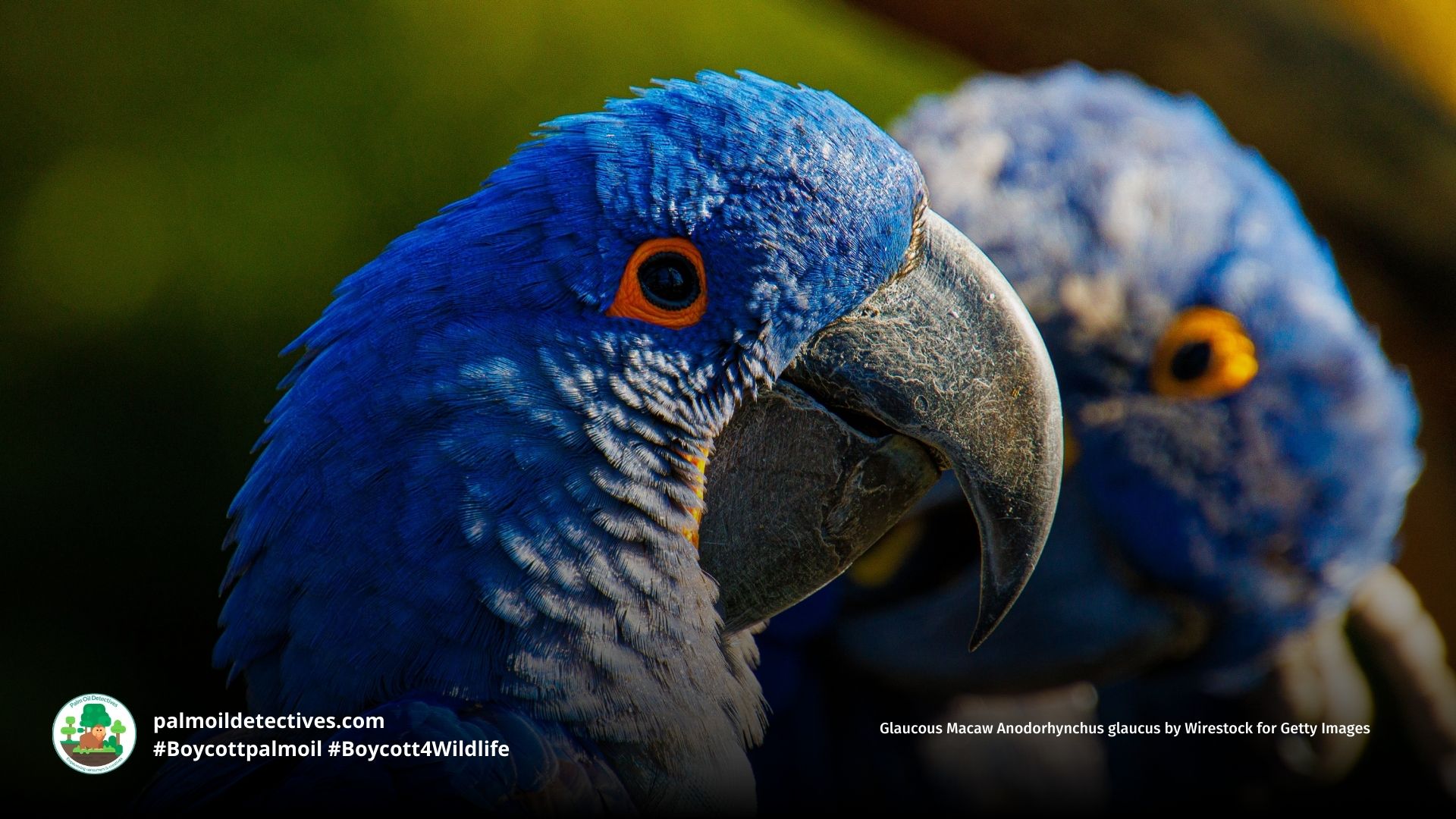 Glaucous Macaw Anodorhynchus glaucus