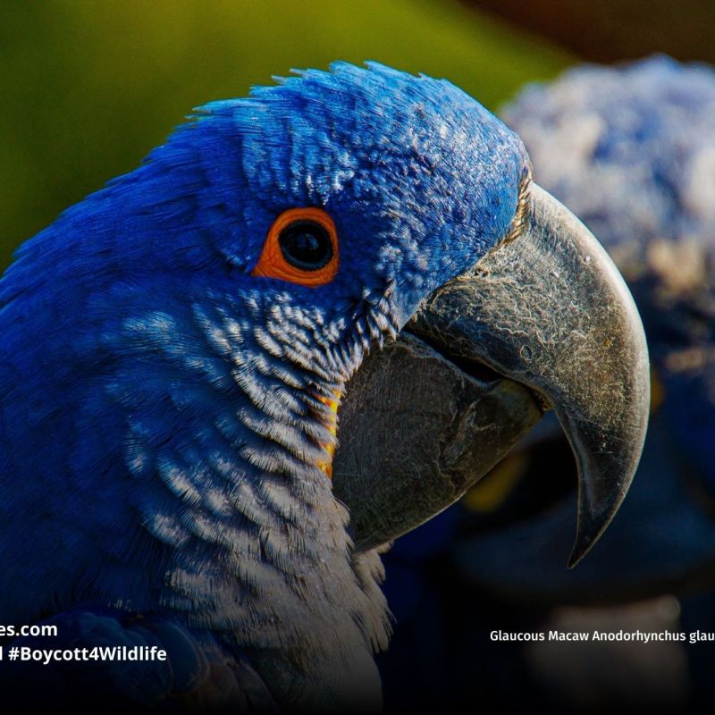 Glaucous Macaw Anodorhynchus&nbsp;glaucus
