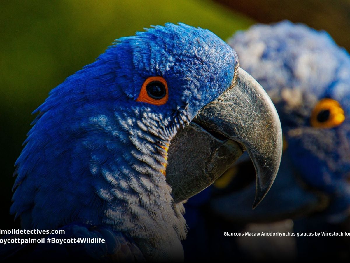 Glaucous Macaw Anodorhynchus&nbsp;glaucus