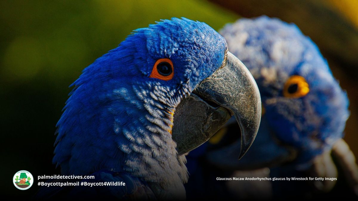 Glaucous Macaw Anodorhynchus&nbsp;glaucus