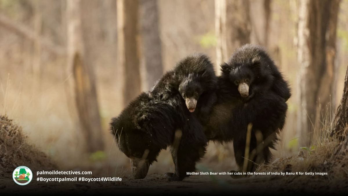 Sloth Bear Melursus&nbsp;ursinus