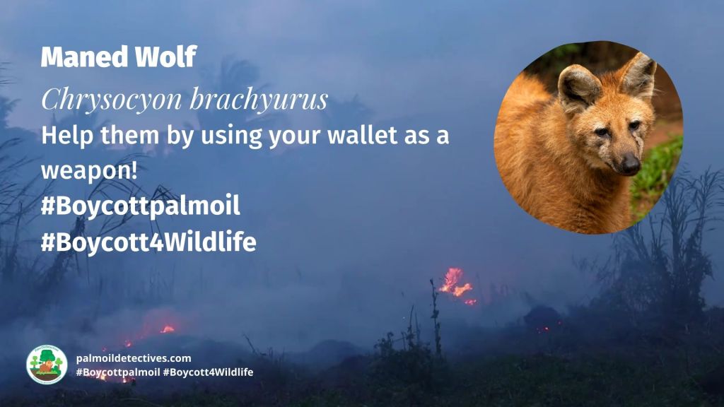 Maned Wolf Chrysocyon brachyurus