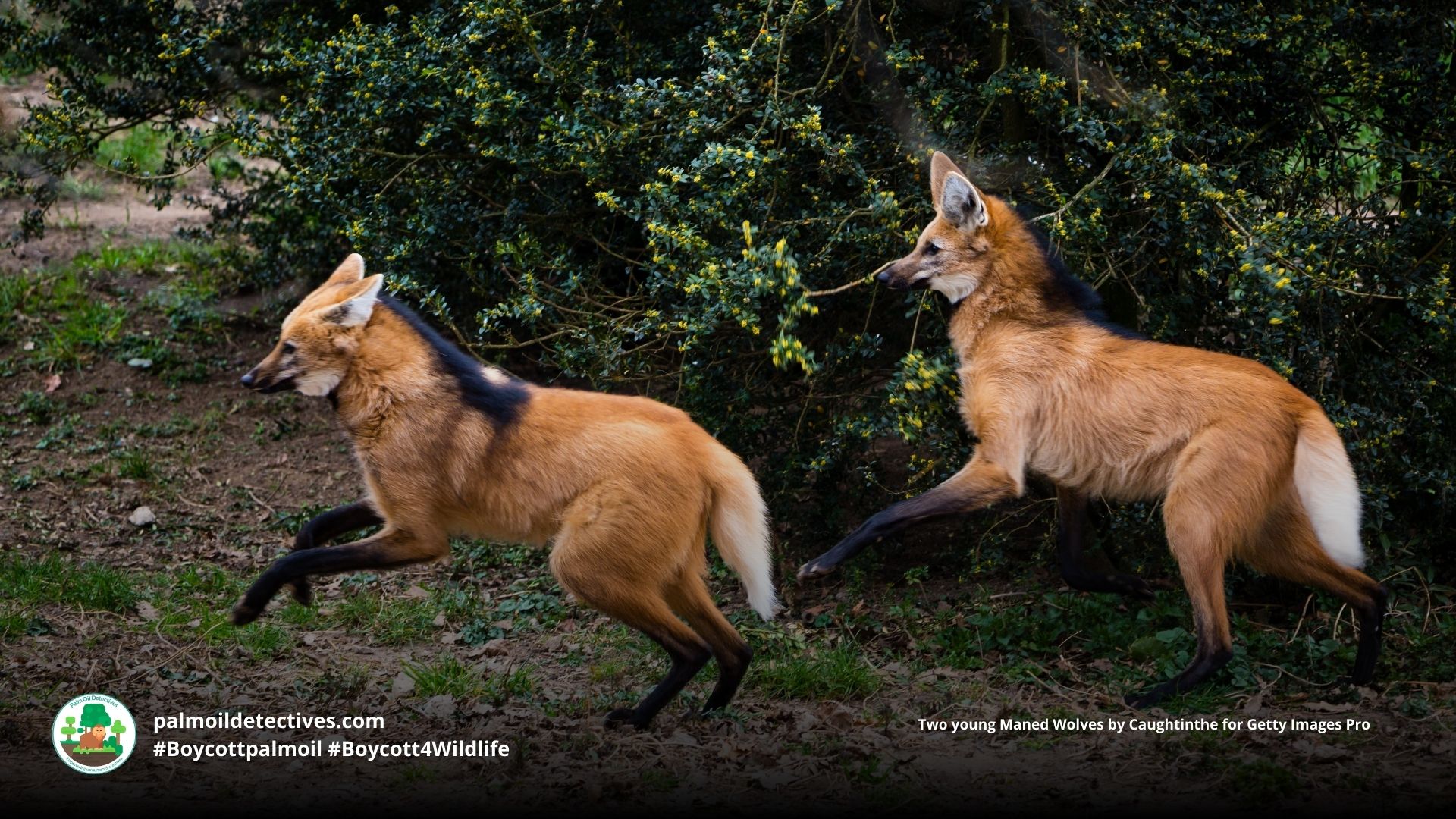 Maned Wolf Chrysocyon brachyurus