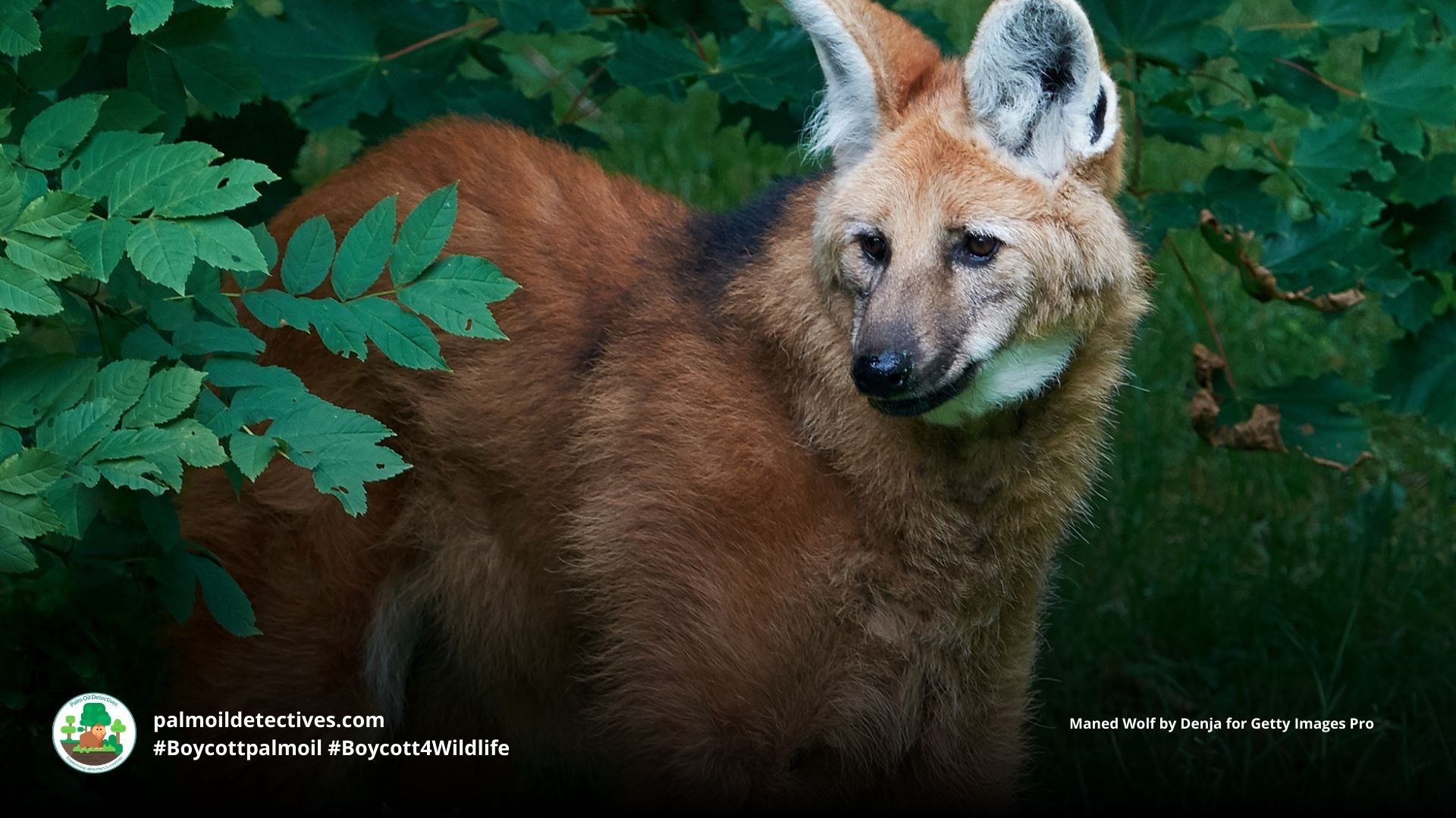 Maned Wolf Chrysocyon brachyurus