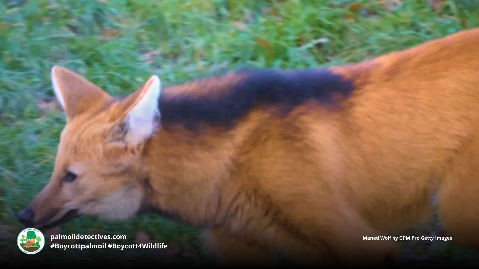 Maned Wolf Chrysocyon brachyurus