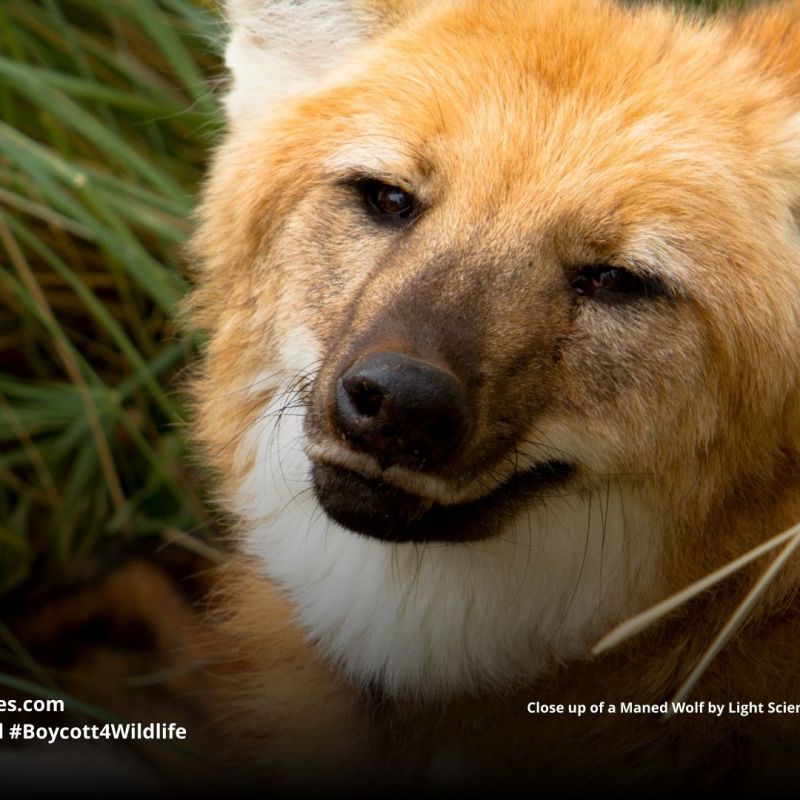 Maned Wolf Chrysocyon&nbsp;brachyurus