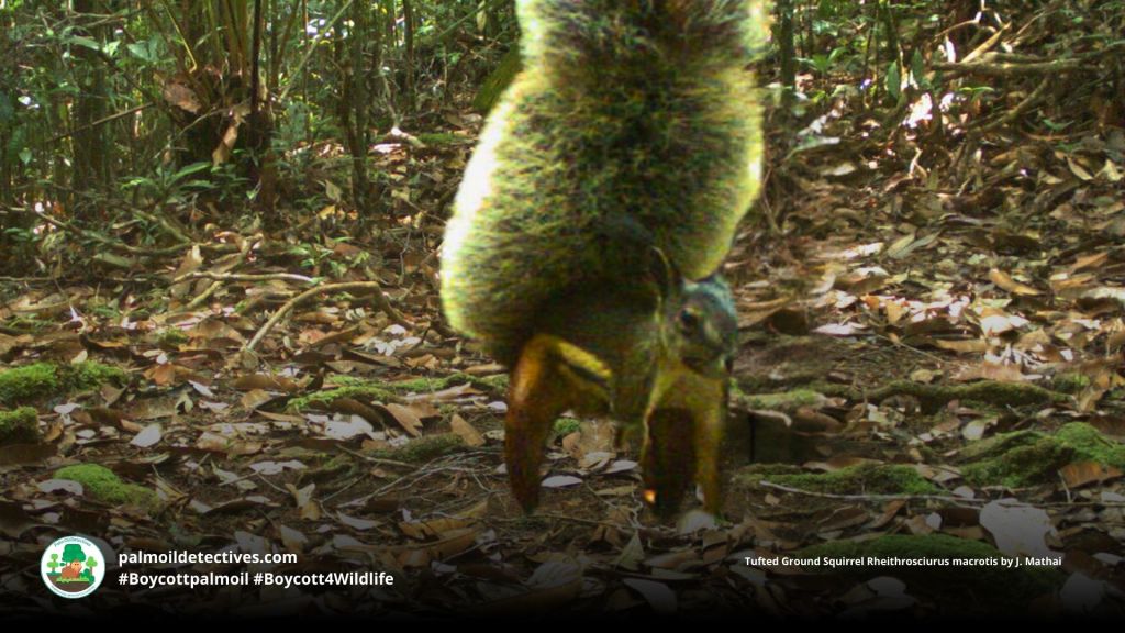 Tufted Ground Squirrel Rheithrosciurus macrotis - Asia