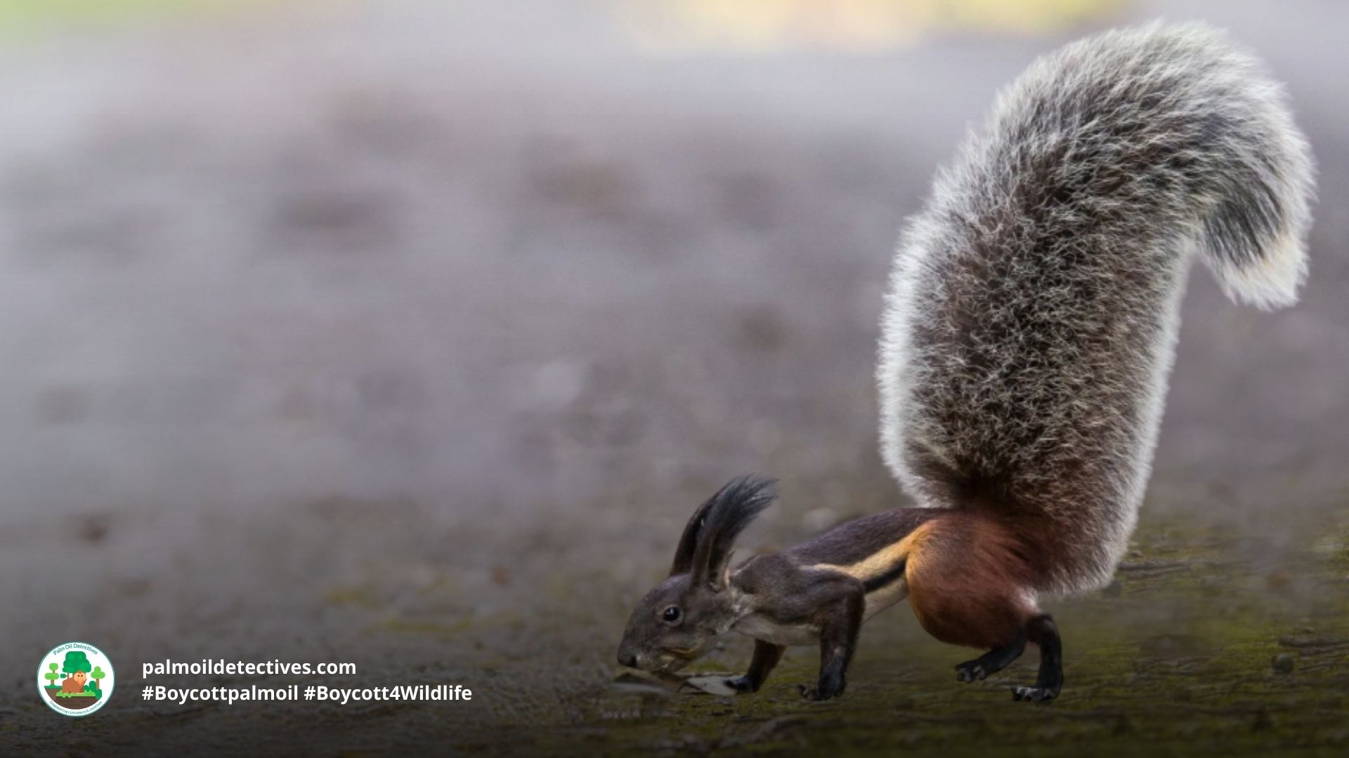 Tufted Ground Squirrel Rheithrosciurus macrotis - Asia