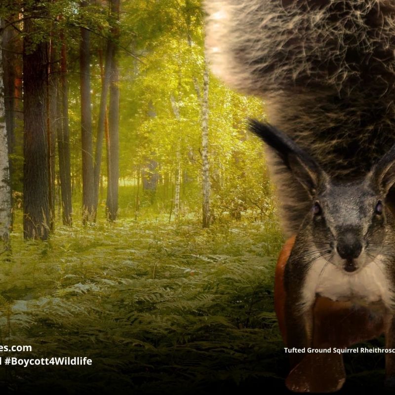 Tufted Ground Squirrel Rheithrosciurus&nbsp;macrotis