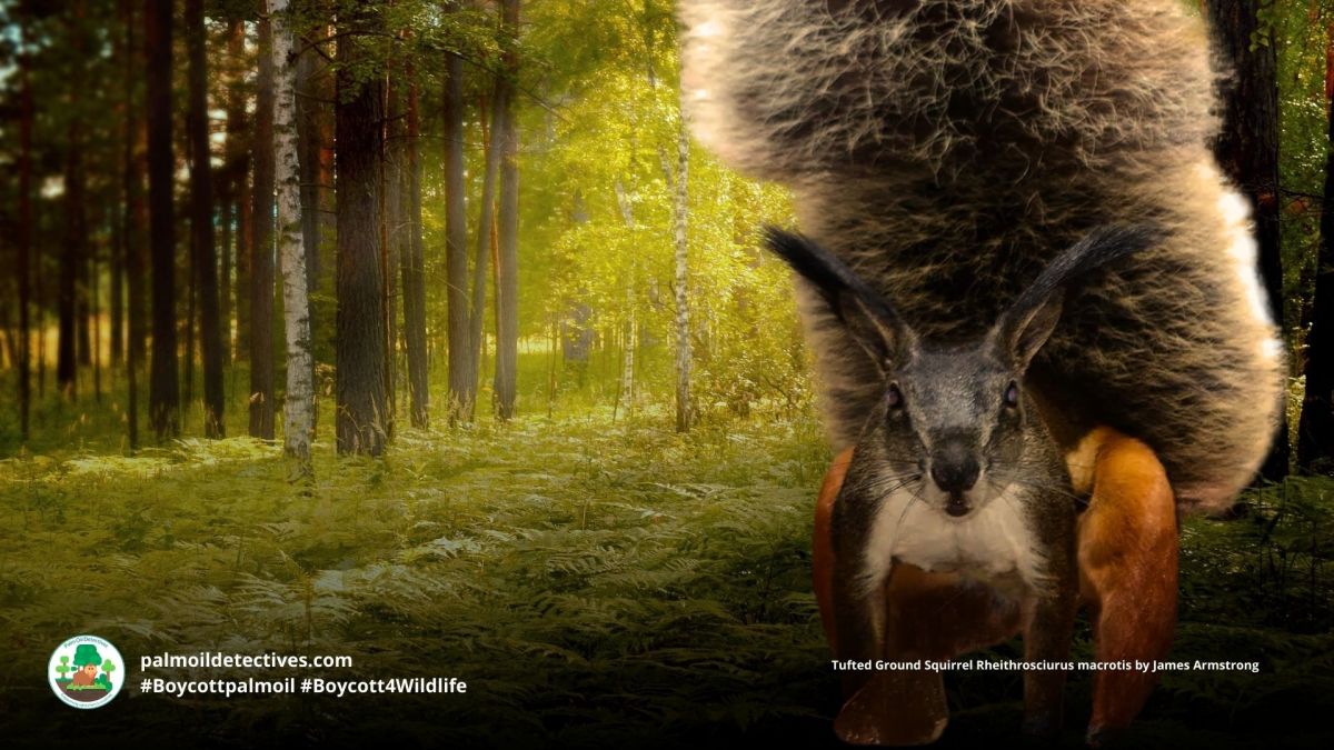 Tufted Ground Squirrel Rheithrosciurus&nbsp;macrotis