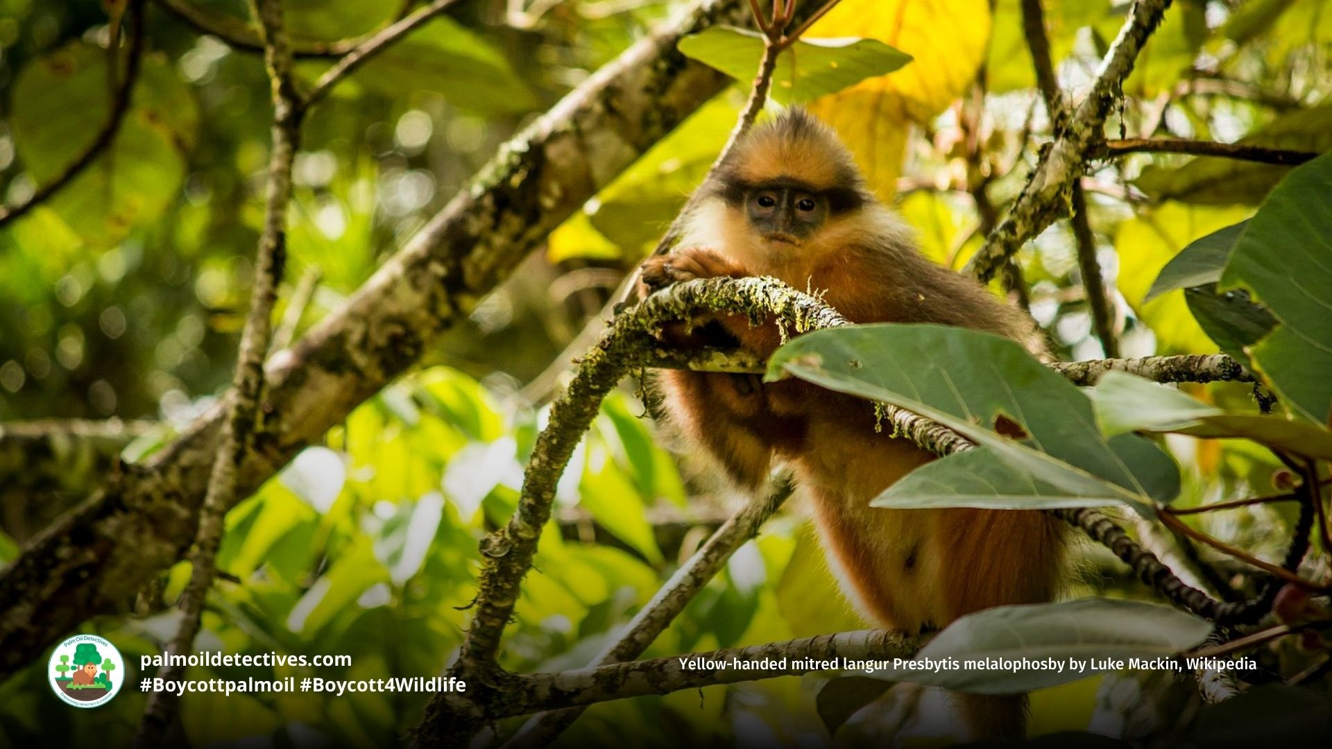 Yellow-handed Mitered Langur Presbytis melalophos