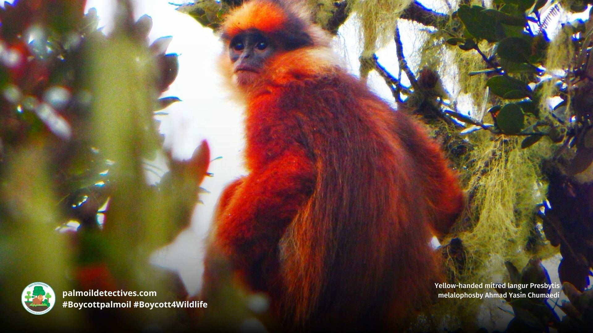 Yellow-handed Mitered Langur Presbytis melalophos