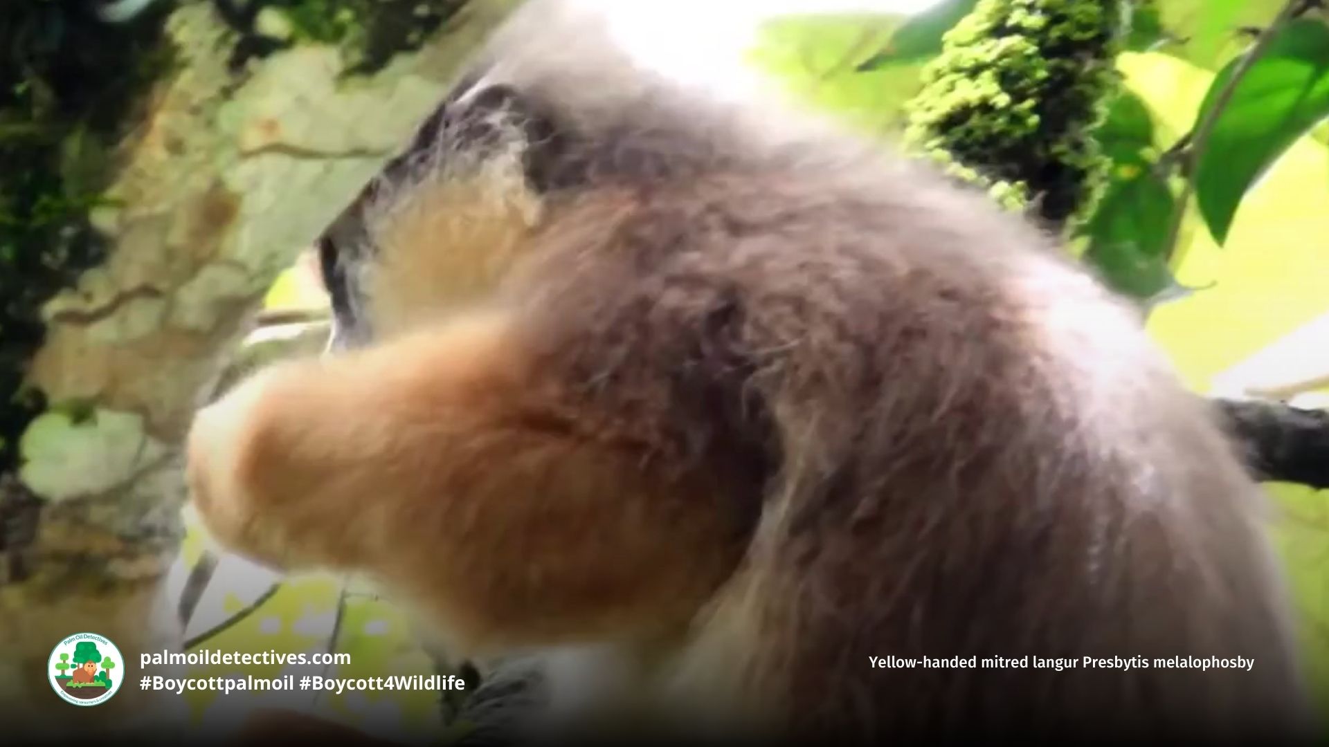 Yellow-handed Mitered Langur Presbytis melalophos