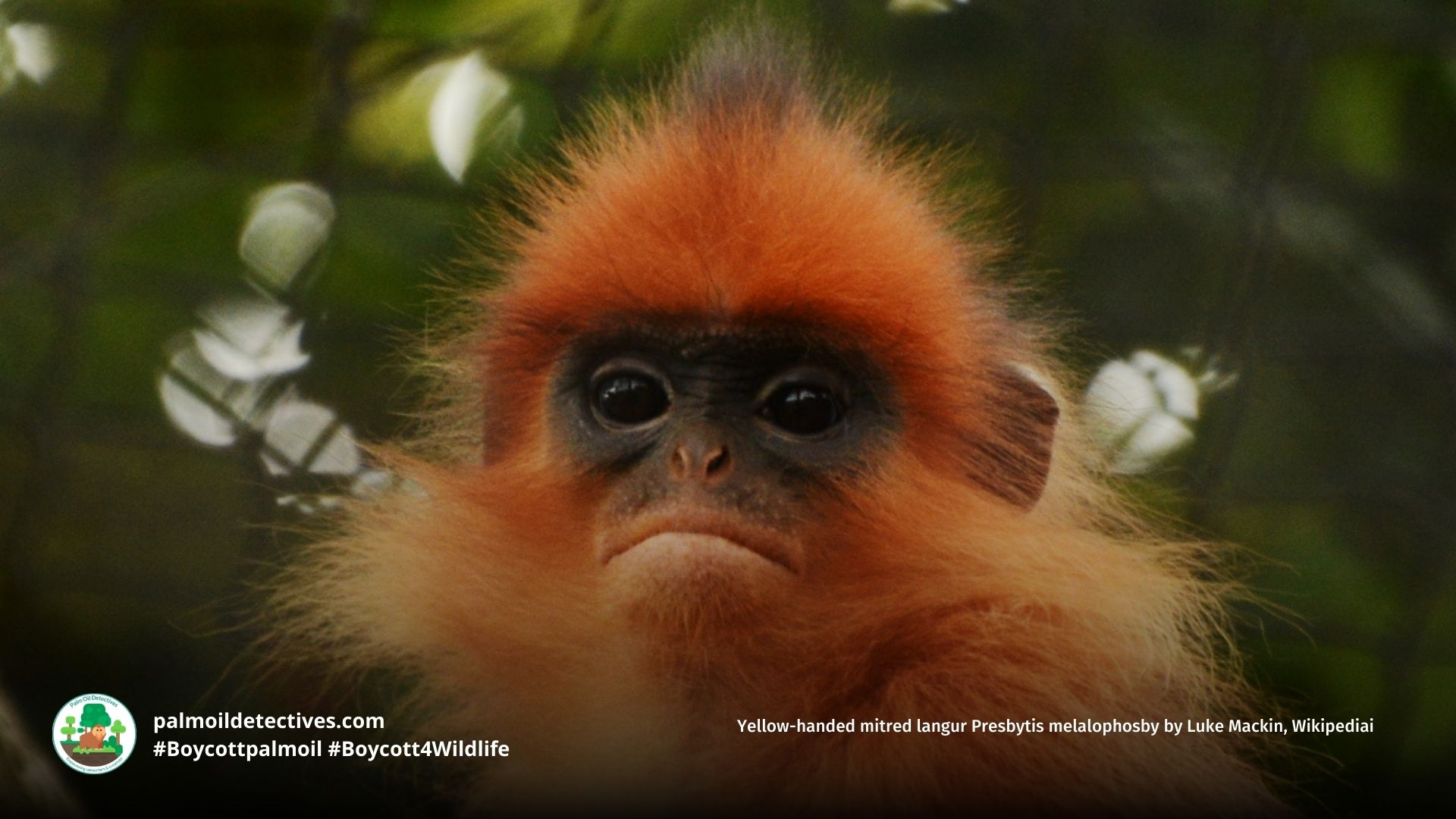 Yellow-handed Mitered Langur Presbytis melalophos
