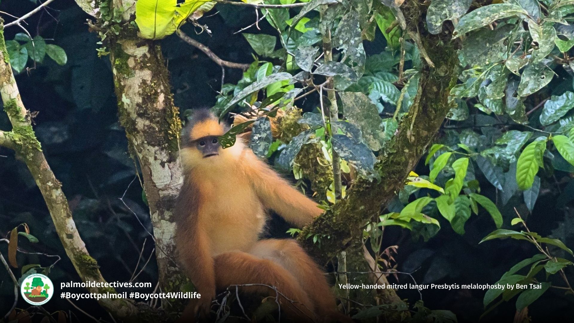 Yellow-handed Mitered Langur Presbytis melalophos