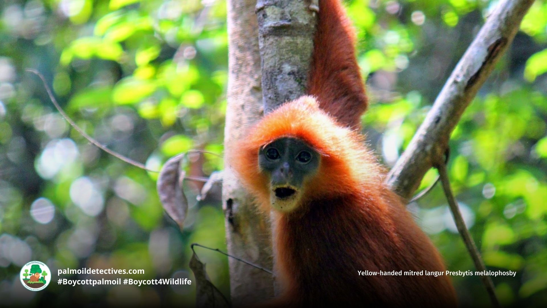 Yellow-handed Mitered Langur Presbytis melalophos