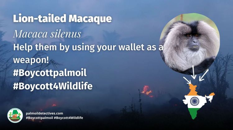 Lion-tailed Macaque Macaca silenus - Asia India #Boycottpalmoil #Boycott4Wildlife