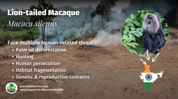 Lion-tailed Macaque Macaca silenus - Asia India #Boycottpalmoil #Boycott4Wildlife