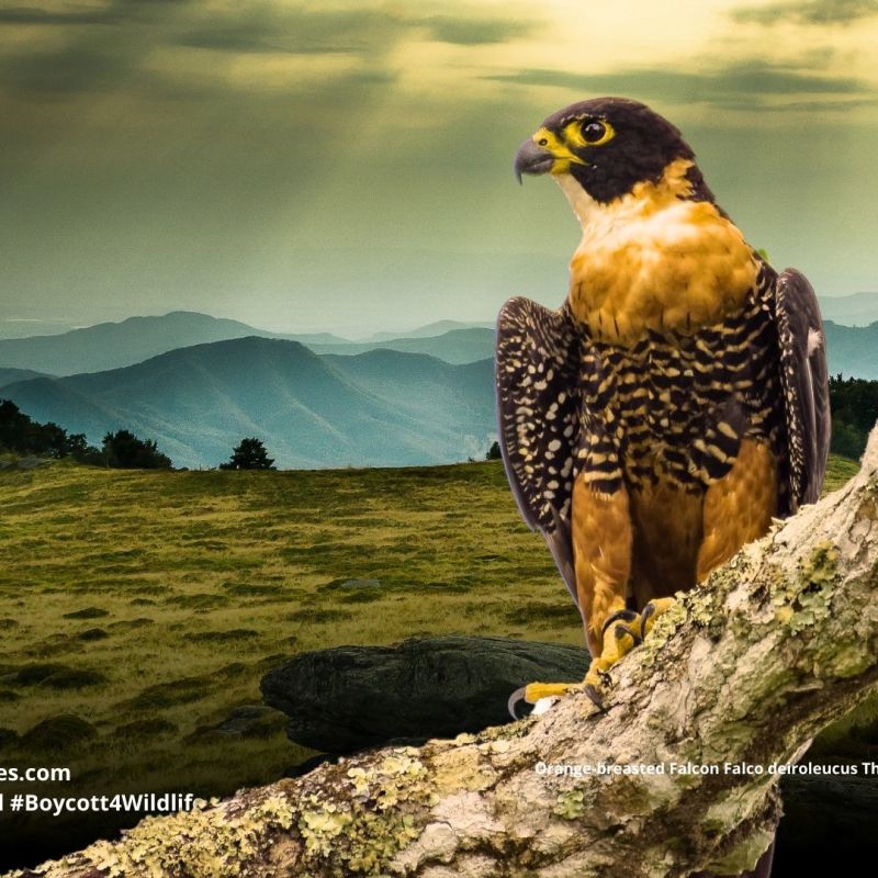 Orange-breasted Falcon Falco&nbsp;deiroleucus