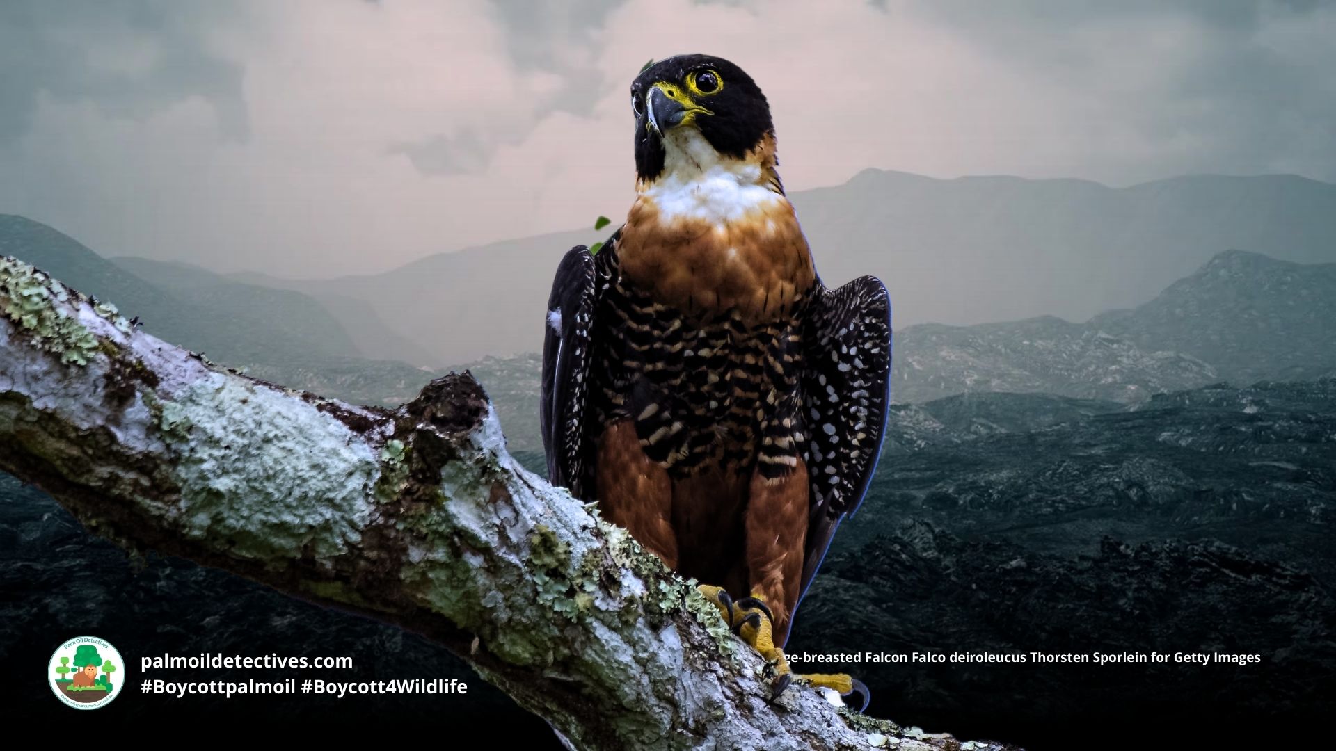Orange-breasted Falcon Falco deiroleucus