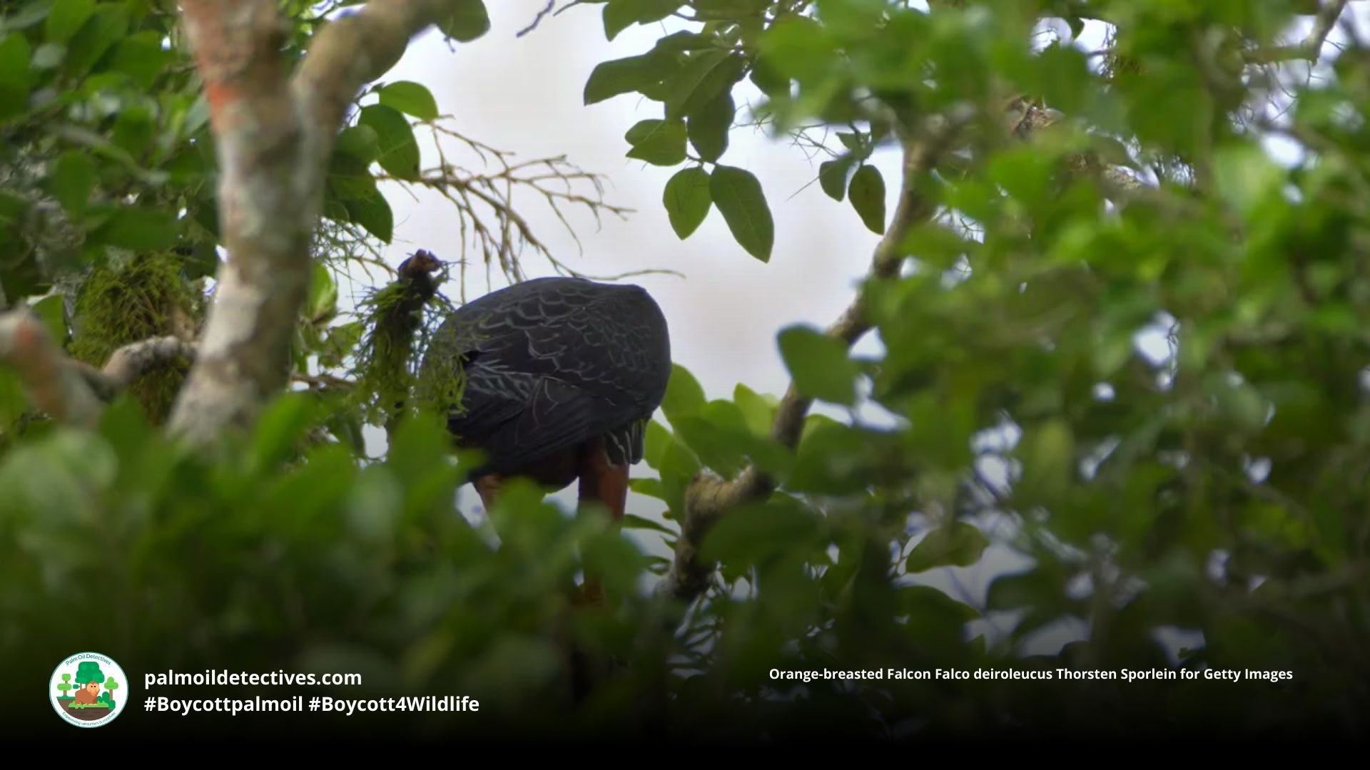 Orange-breasted Falcon Falco deiroleucus