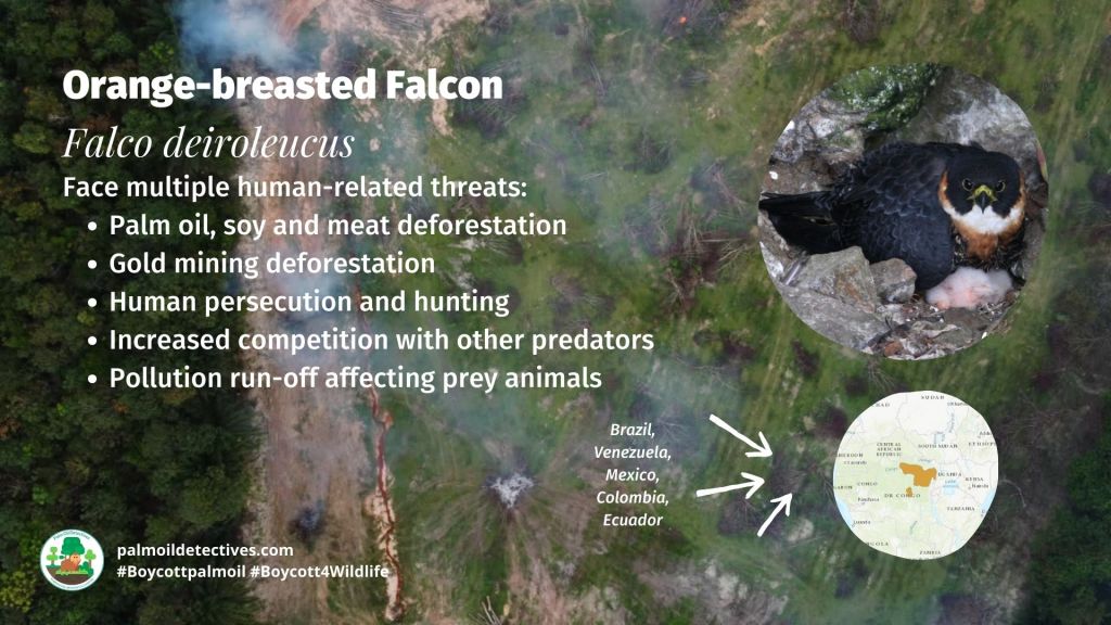 Orange-breasted Falcon Falco deiroleucus