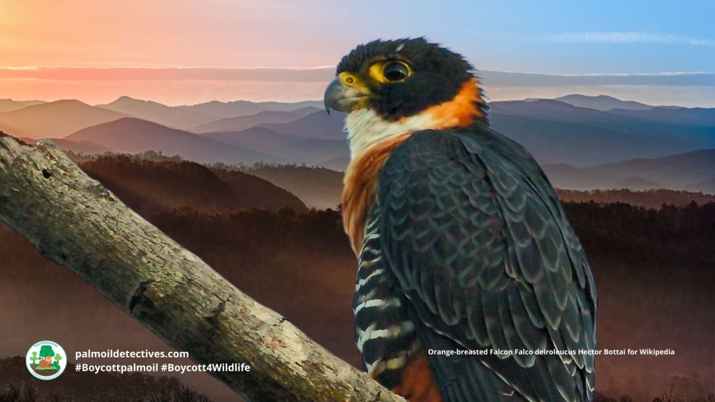 Orange-breasted Falcon Falco deiroleucus