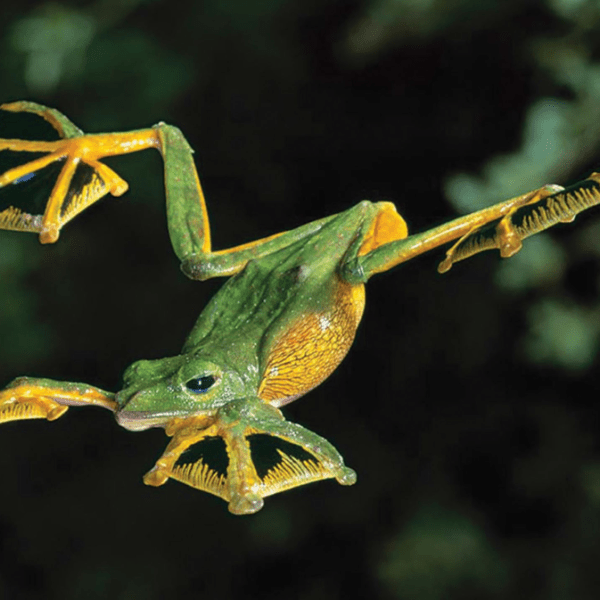 Wallace’s Flying Frog Rhacophorus&nbsp;nigropalmatus
