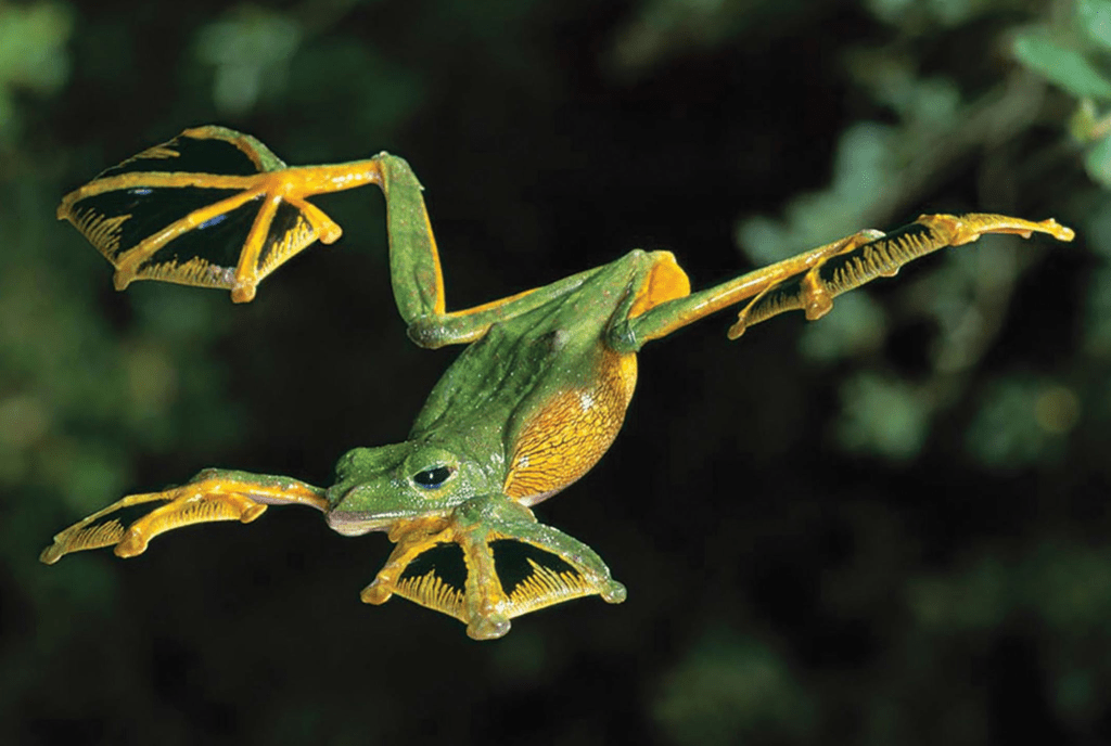 Wallace's Flying Frog Rhacophorus nigropalmatus in full flight. Image: Stephen Dalton, Minden Pictures 