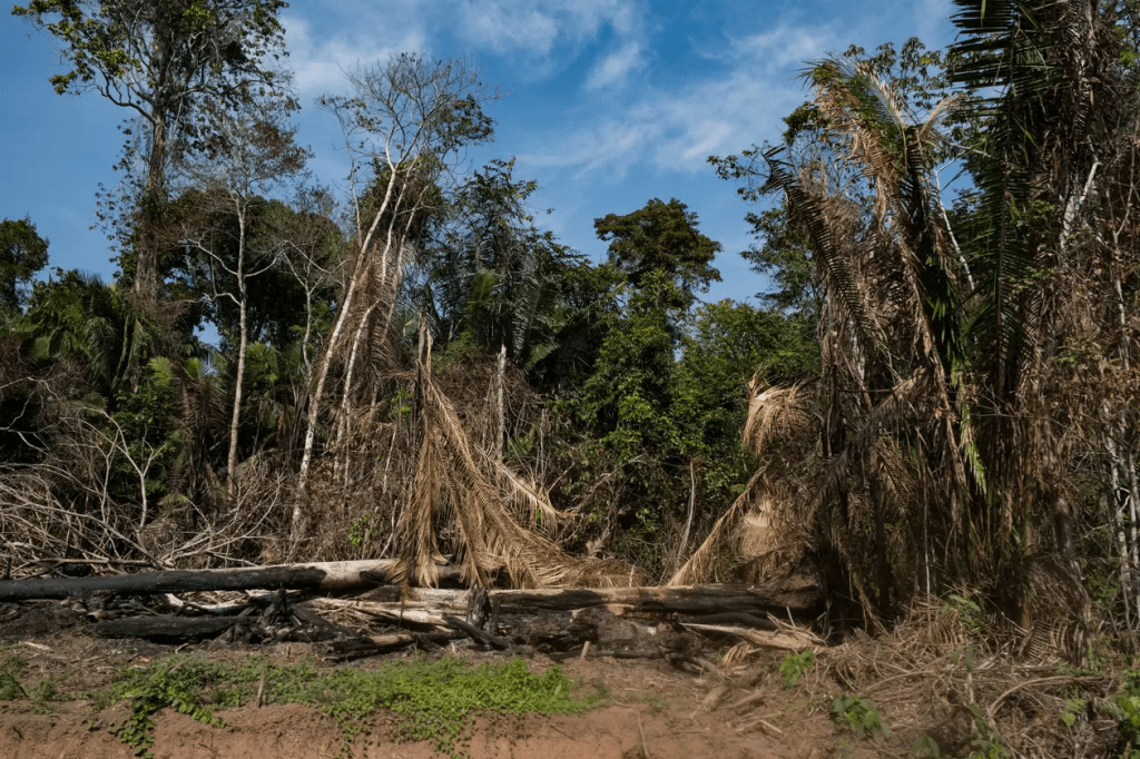 Deforestation near the Santa Clara de Uchunya communityDavid Díaz/OjoPúblico