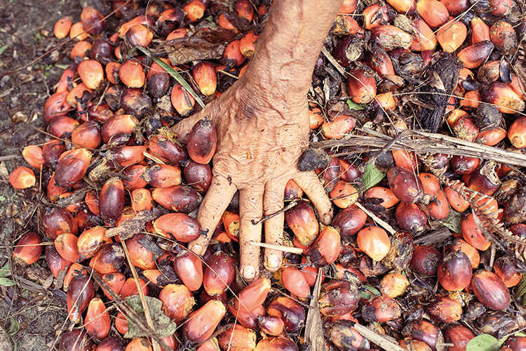 Old man's hand and palm oil. Image: Daniela Sala | Paraquat: Banned in EU, Destroying Lives of Palm Oil Workers in Indonesia
