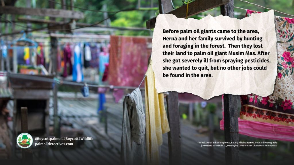 Paraquat: Banned in EU, Destroying Lives of Palm Oil Workers in Indonesia | Herna's story