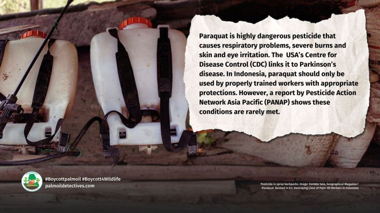 Paraquat: Banned in EU, Destroying Lives of Palm Oil Workers in Indonesia | Pesticide backpacks 