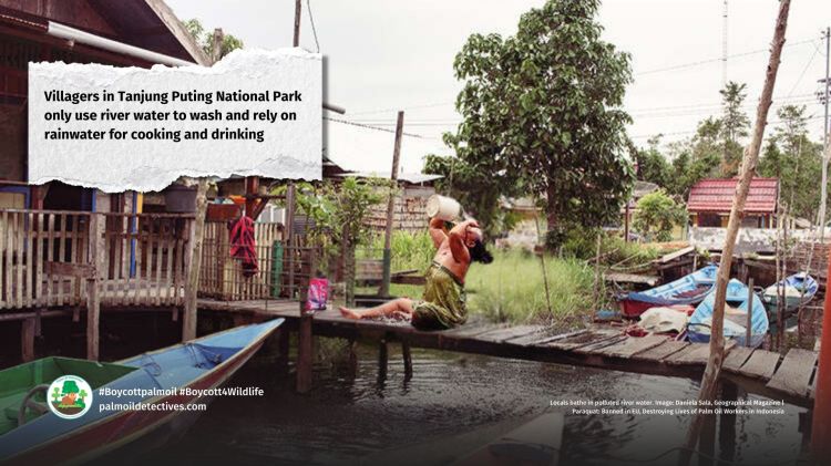 Paraquat: Banned in EU, Destroying Lives of Palm Oil Workers in Indonesia | Villagers drink polluted water  