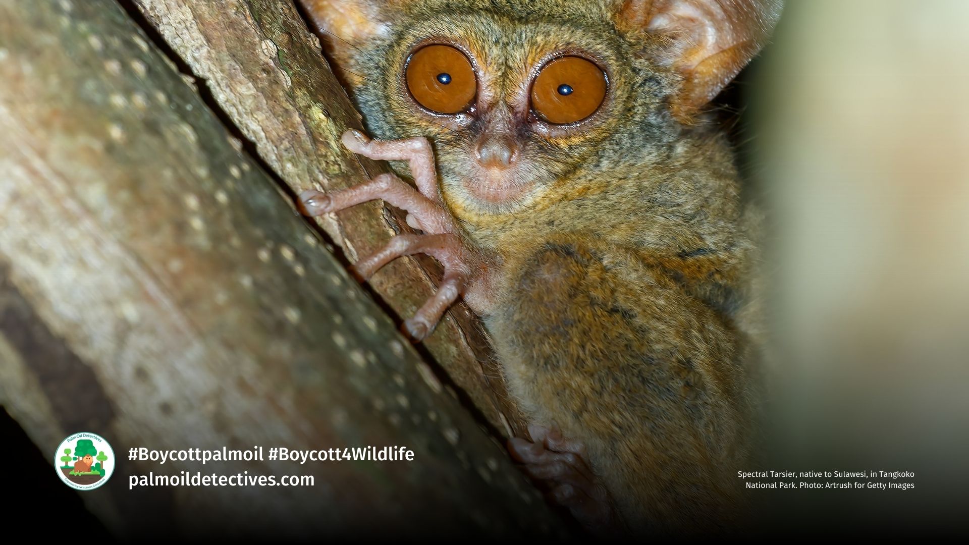 Spectral Tarsier, native to Sulawesi, in Tangkoko National Park. Photo: Artrush for Getty Images
