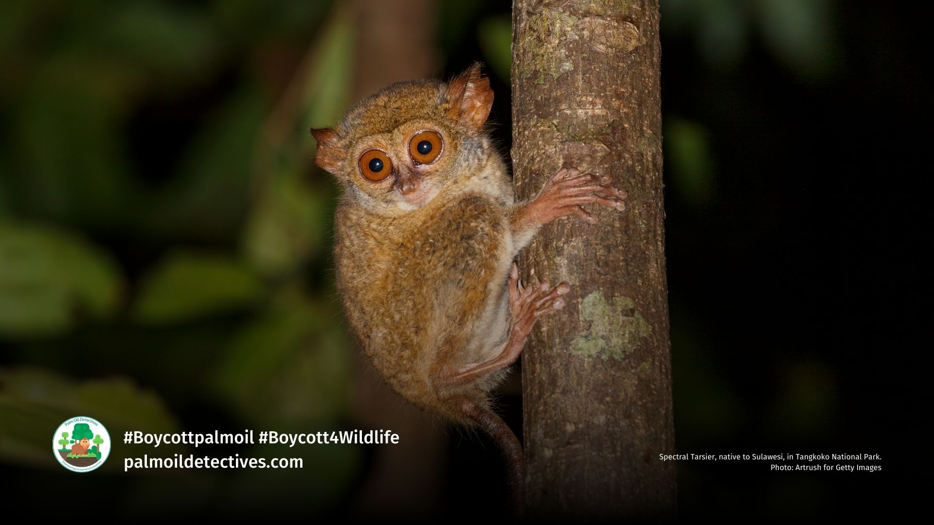 Spectral Tarsier, native to Sulawesi, in Tangkoko National Park. Photo: Artrush for Getty Images