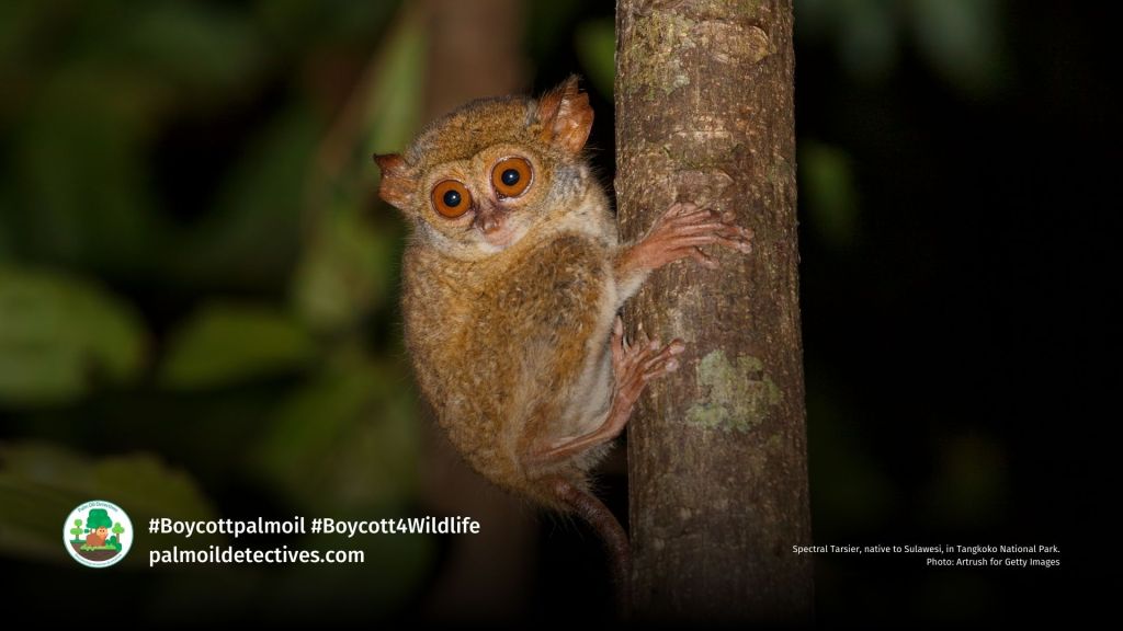 Spectral Tarsier, native to Sulawesi, in Tangkoko National Park. Photo: Artrush for Getty Images