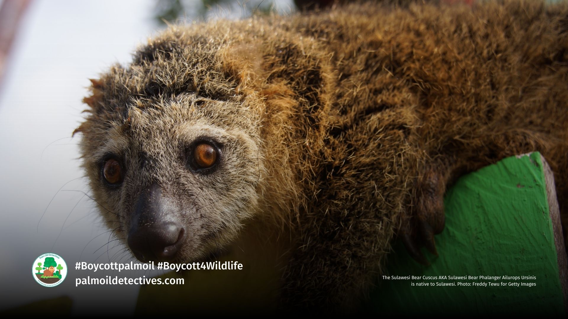 The Sulawesi Bear Cuscus AKA Sulawesi Bear Phalanger Ailurops Ursinis is native to Sulawesi. Photo: Freddy Tewu for Getty Images