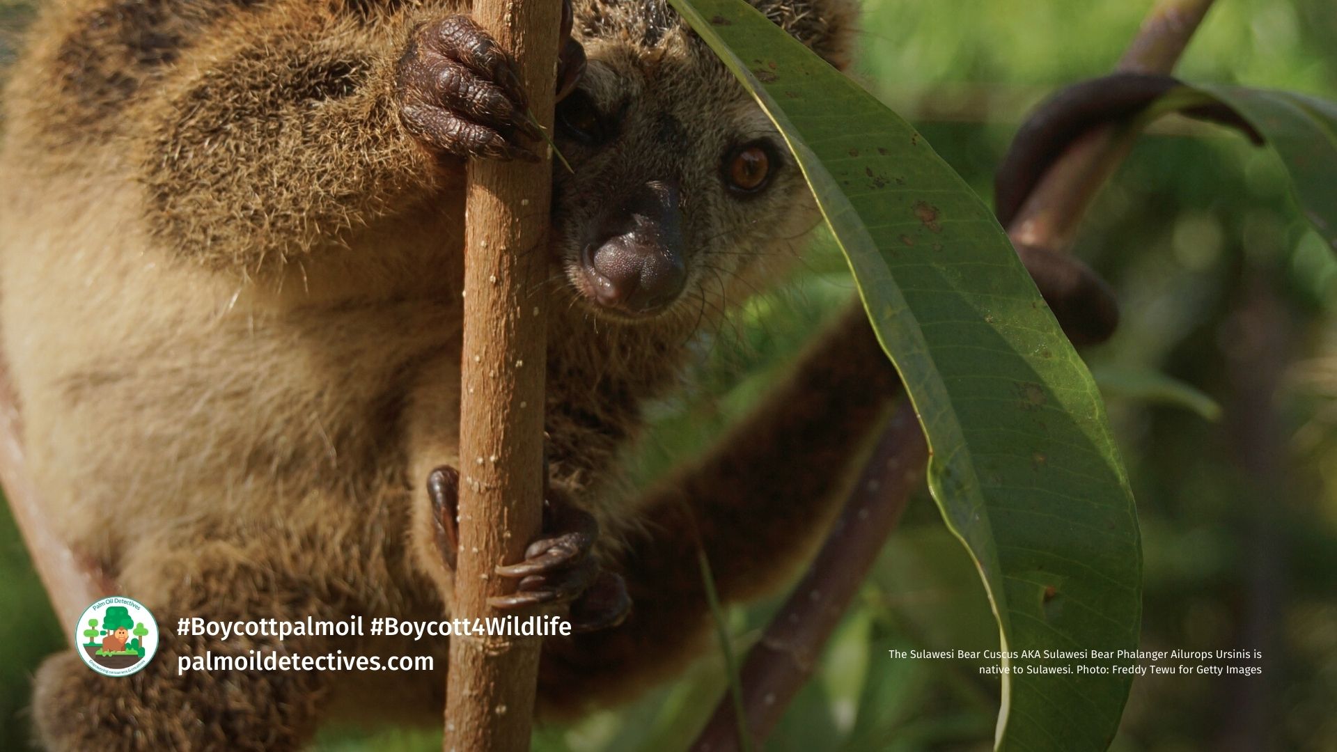 The Sulawesi Bear Cuscus AKA Sulawesi Bear Phalanger Ailurops Ursinis is native to Sulawesi. Photo: Freddy Tewu for Getty Images