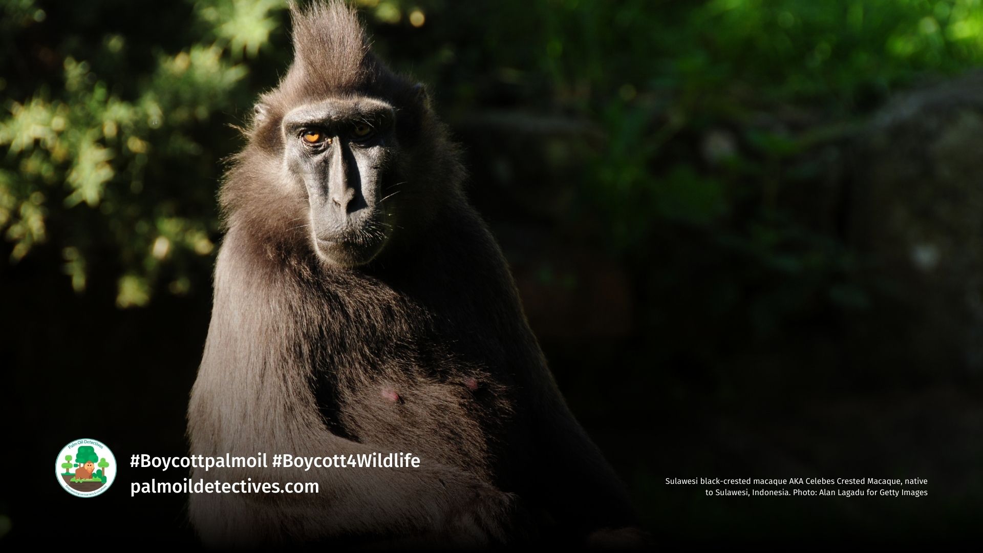 Sulawesi black-crested macaque AKA Celebes Crested Macaque, native to Sulawesi, Indonesia. Photo: Alan Lagadu for Getty Images