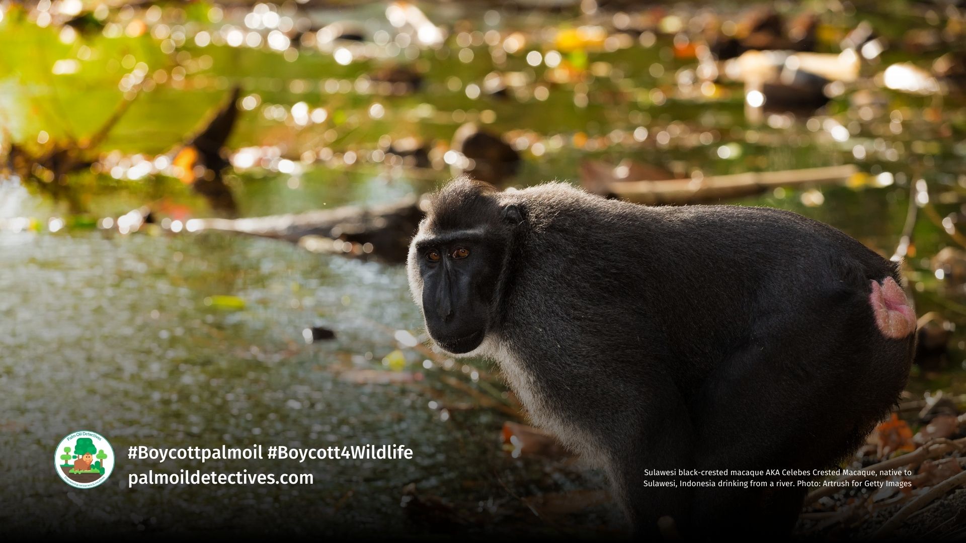 Sulawesi black-crested macaque AKA Celebes Crested Macaque, native to Sulawesi, Indonesia drinking from a river. Photo: Artrush for Getty Images