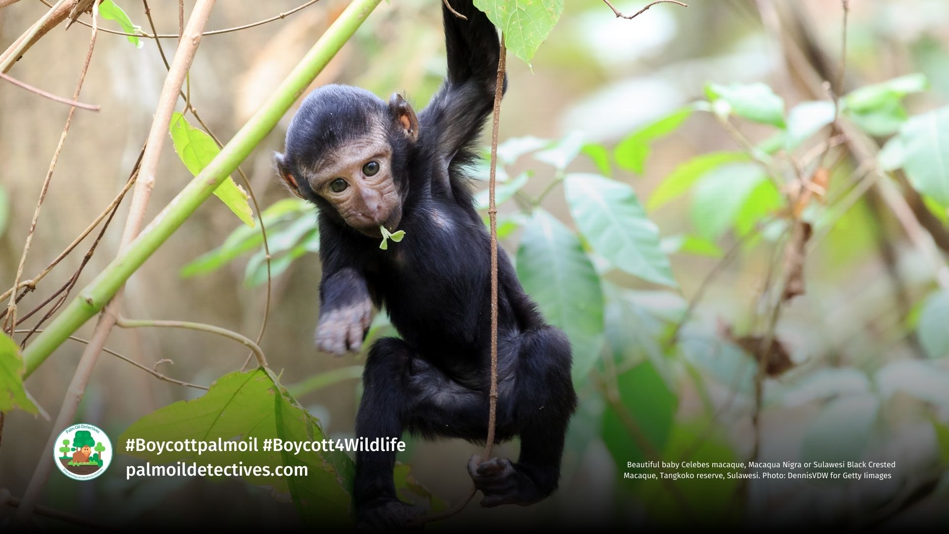 Beautiful baby Celebes macaque, Macaqua Nigra or Sulawesi Black Crested Macaque, Tangkoko reserve, Sulawesi. Photo: DennisVDW for Getty images