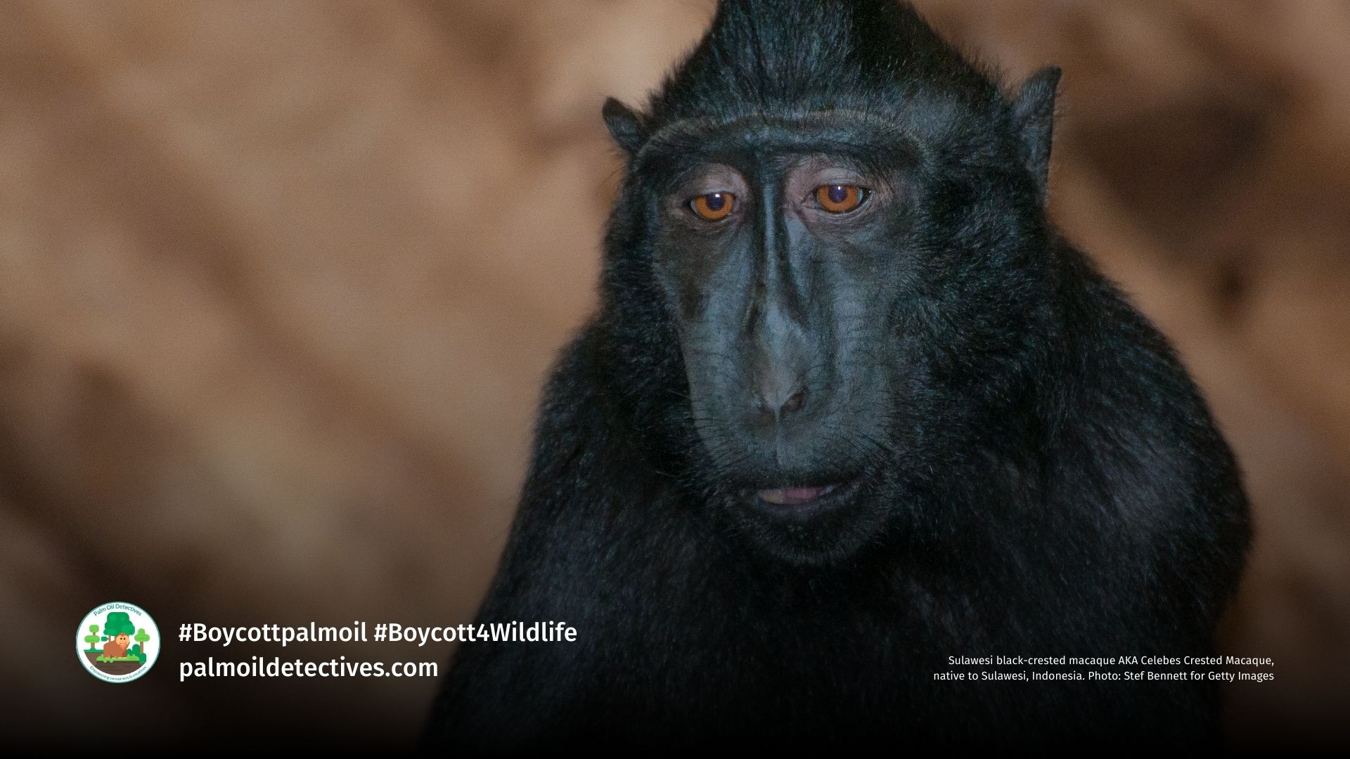 Sulawesi black-crested macaque AKA Celebes Crested Macaque, native to Sulawesi, Indonesia. Photo: Stef Bennett for Getty Images