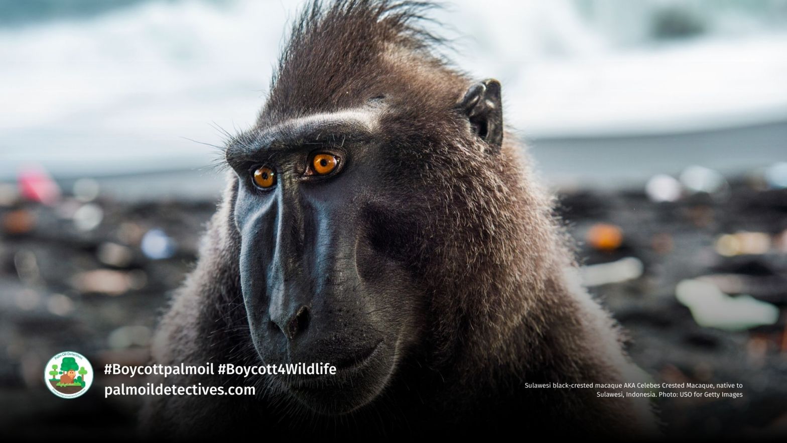 Sulawesi black-crested macaque AKA Celebes Crested Macaque, native to Sulawesi, Indonesia. Photo: USO for Getty Images