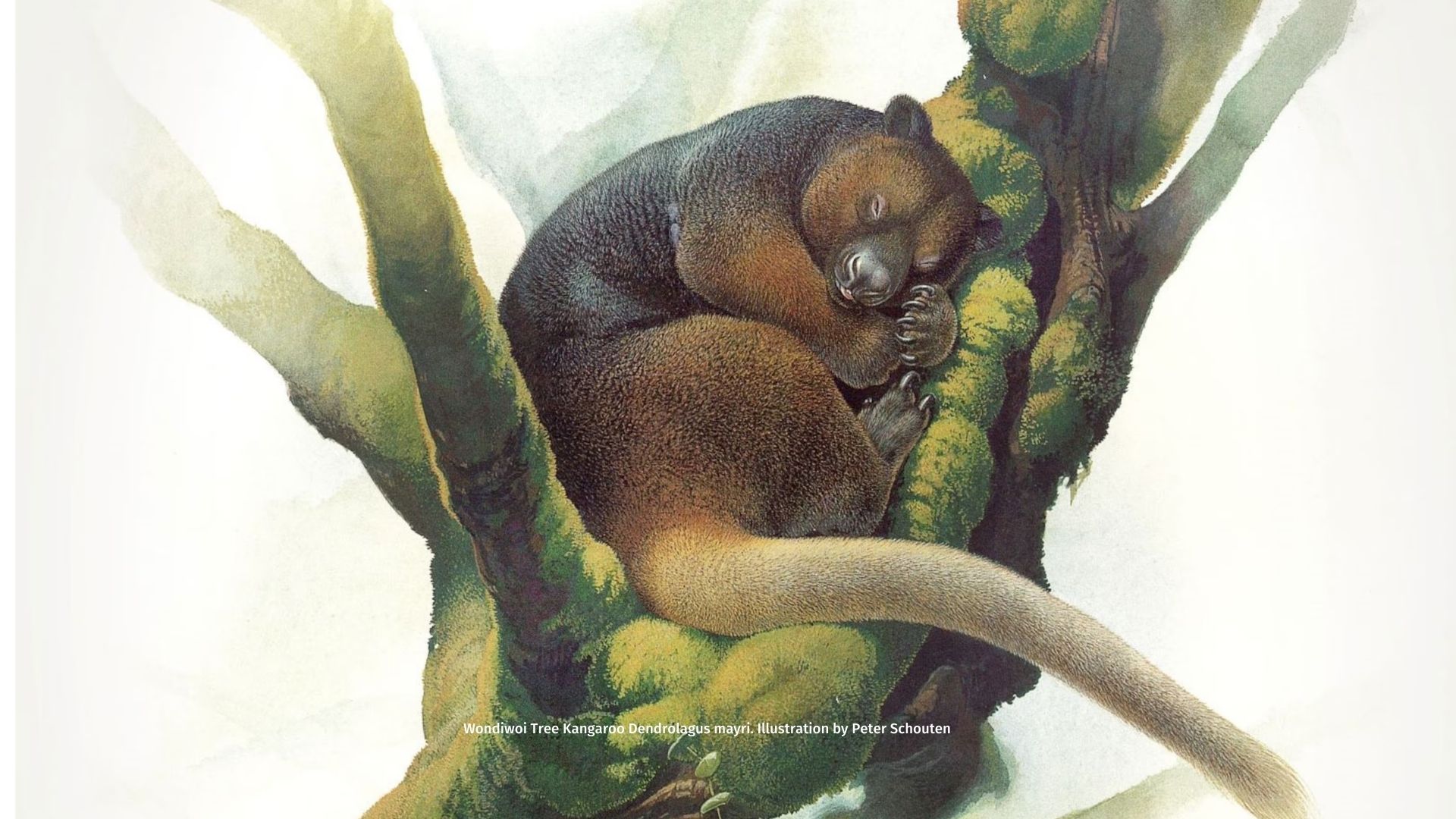 Meet the Wondiwoi Tree Kangaroo, the Rarest in the World
