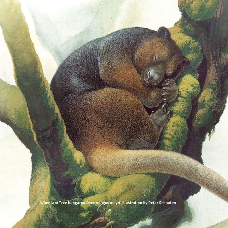 Encountering the World’s Most Endangered Kangaroo: The Wondiwoi Tree&nbsp;Kangaroo