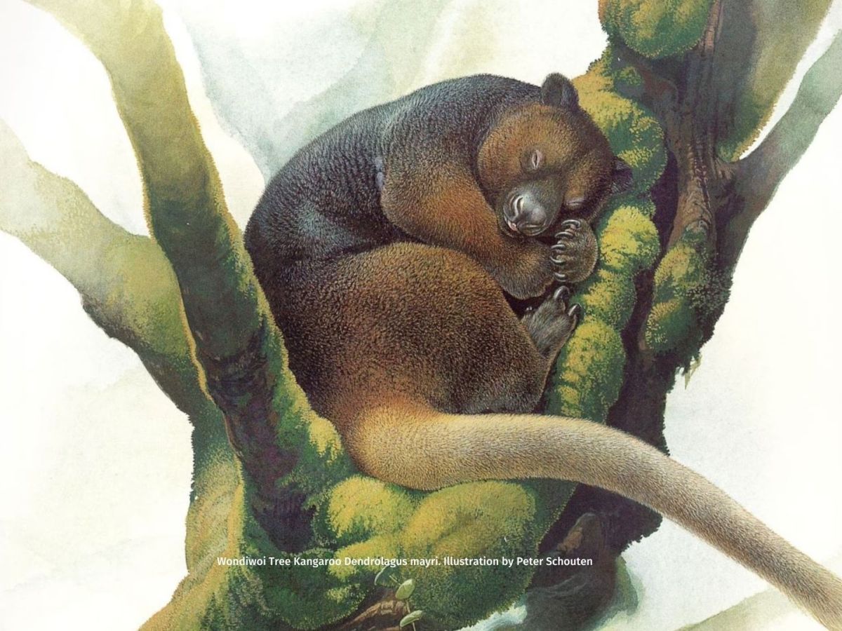 Encountering the World’s Most Endangered Kangaroo: The Wondiwoi Tree&nbsp;Kangaroo