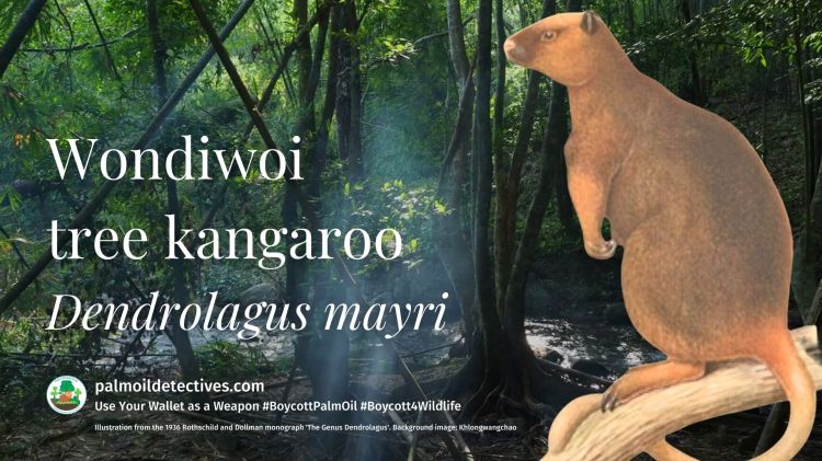 Encountering the World's Most Endangered Kangaroo: The Wondiwoi Tree Kangaroo | Rothschild and Dollman monograph 1936